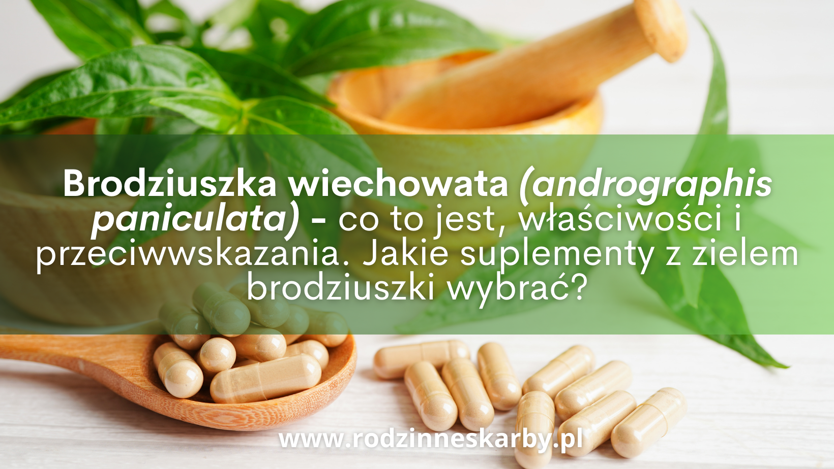 Brodziuszka wiechowata (andrographis paniculata) – co to jest, właściwości i przeciwwskazania. Jakie suplementy z zielem brodziuszki wybrać?