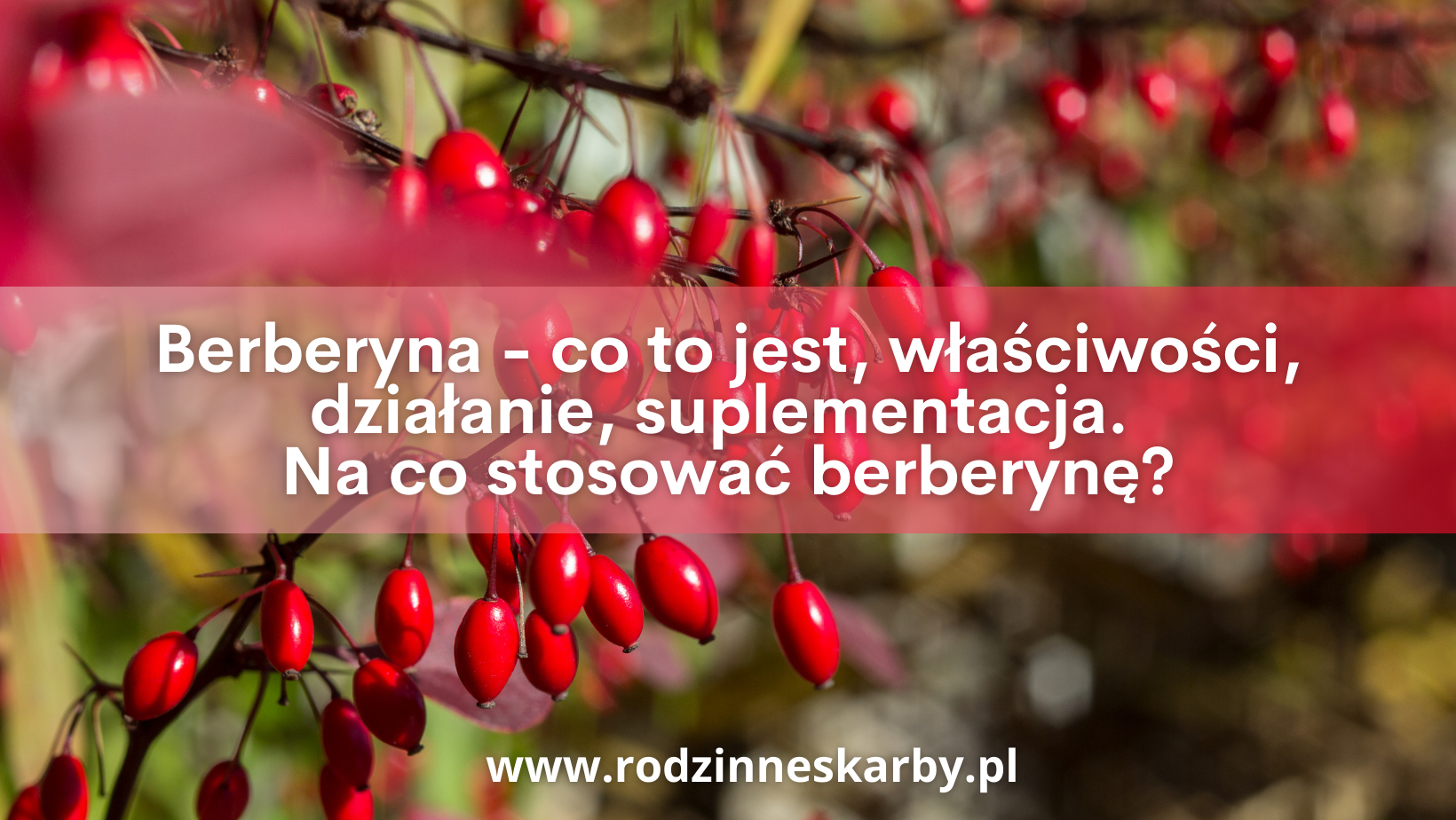 berberyna co to jest wlasciwosci dzialanie suplementacja na co stosowac berberyne